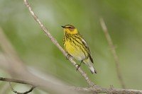 Tennessee warbler - song / call / voice / sound.