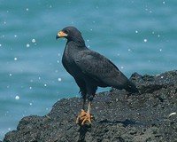 Peregrine Falcon Song Call Voice Sound