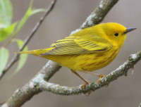 Yellow-throated warbler - song / call / voice / sound.