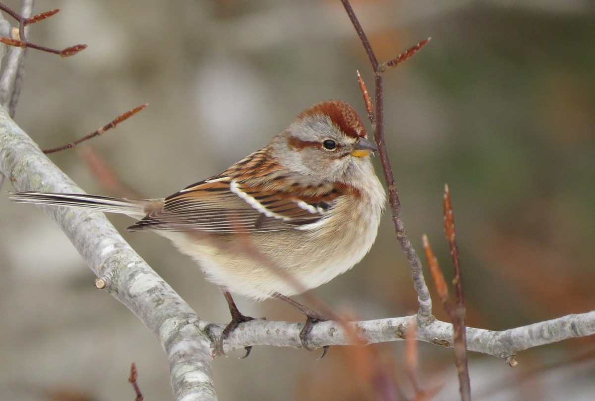 American Tree Sparrow Song Call Voice Sound
