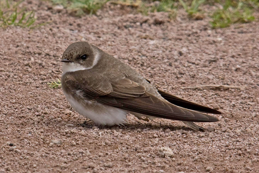 bank-swallow-song-call-voice-sound