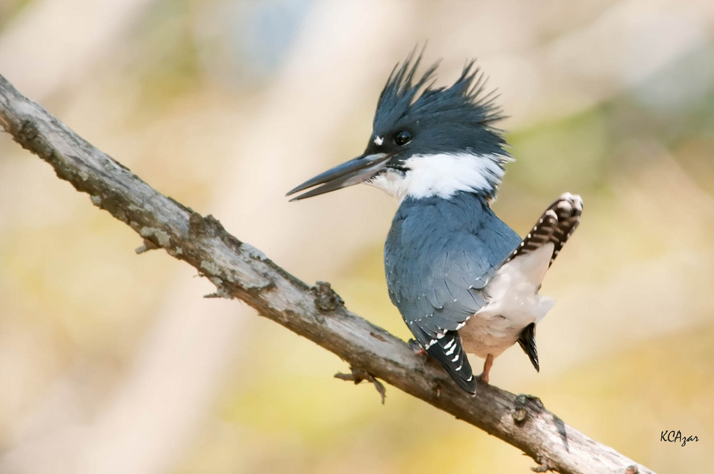 Belted Kingfisher Song Call Voice Sound 