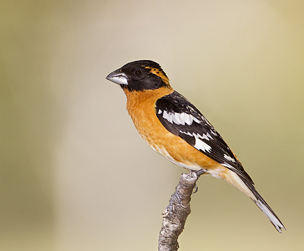 Black-headed grosbeak - song / call / voice / sound.