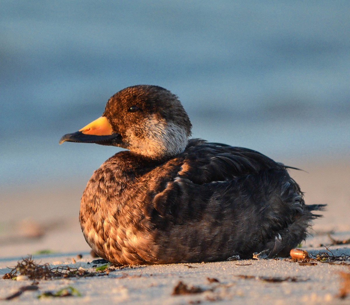 Black Scoter Female