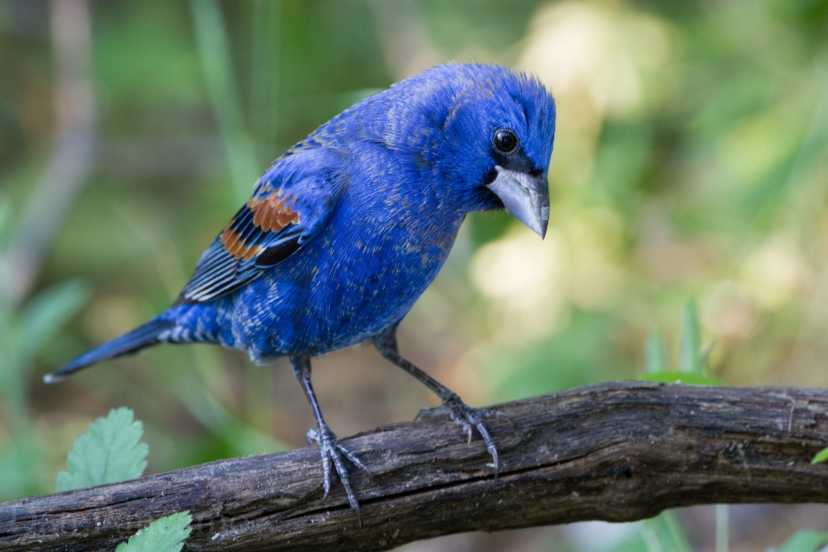 Blue grosbeak - song / call / voice / sound.