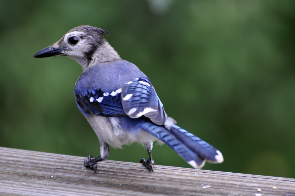 Blue jay - song / call / voice / sound.