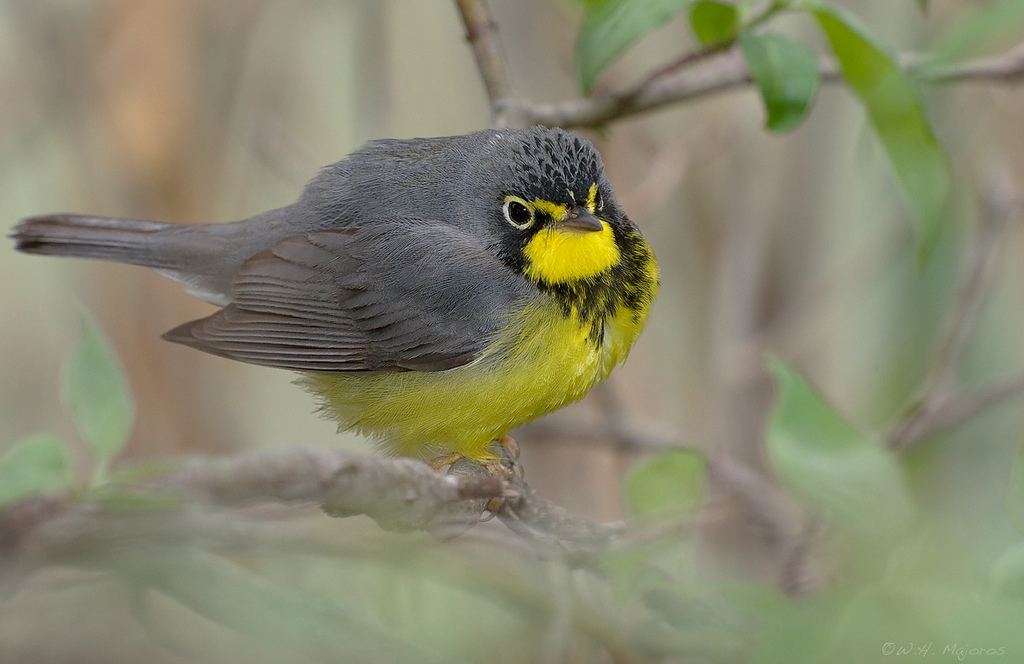 Canada warbler - song / call / voice / sound.