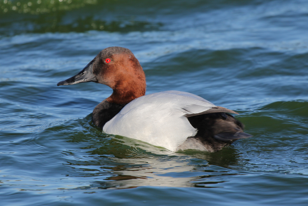 Canvasback - song / call / voice / sound.