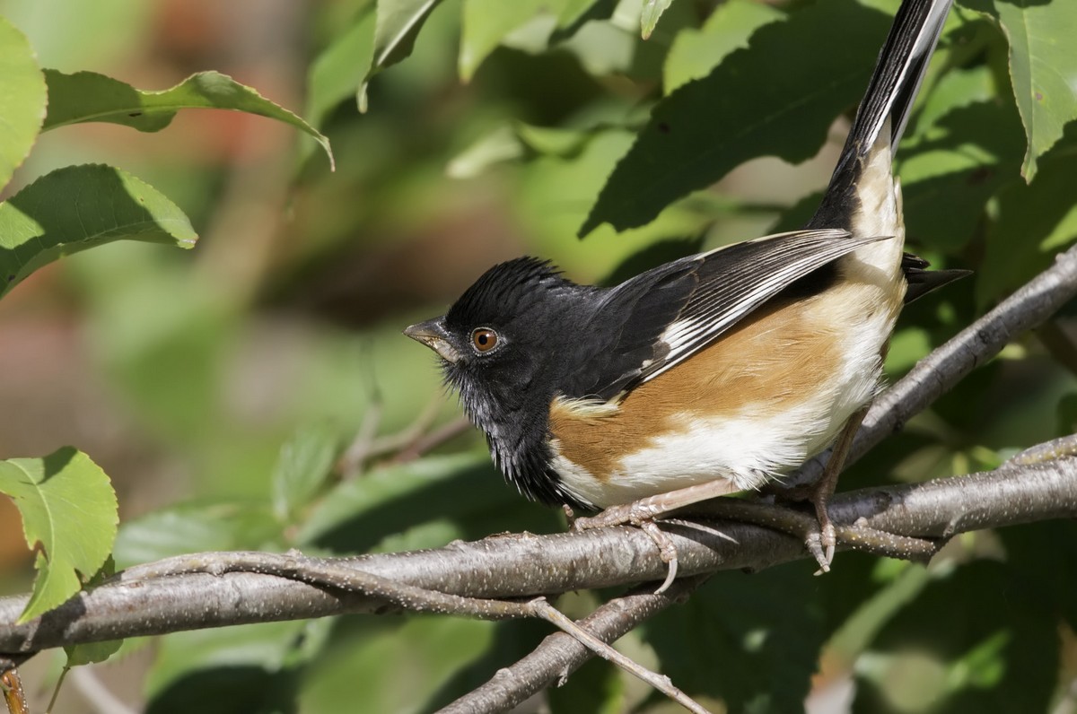 Eastern towhee - song / call / voice / sound.