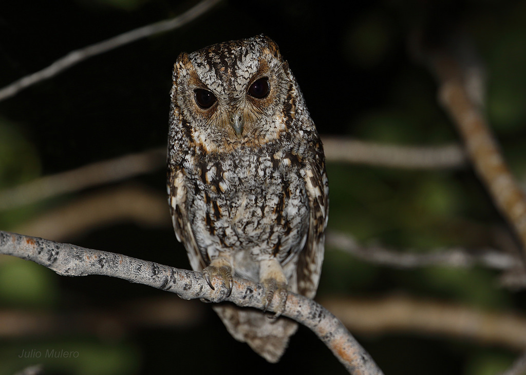 Flammulated owl - song / call / voice / sound.