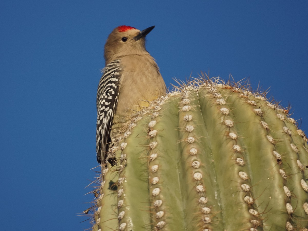 Gila woodpecker - song / call / voice / sound.