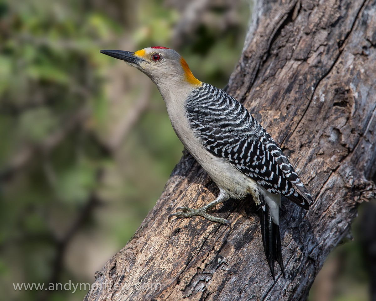 Golden-fronted woodpecker - song / call / voice / sound.