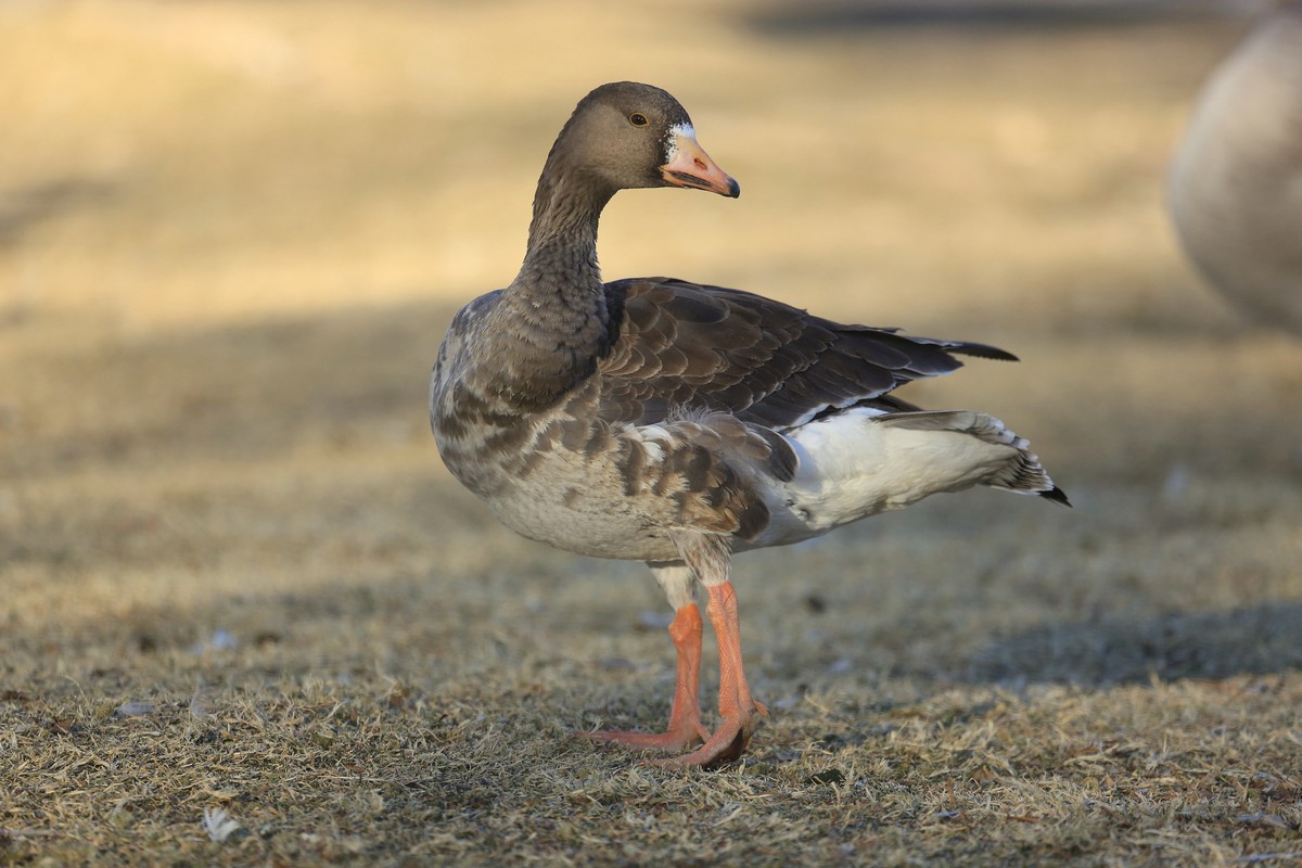 Greater White Fronted Goose Song Call Voice Sound   Greater White Fronted Goose 