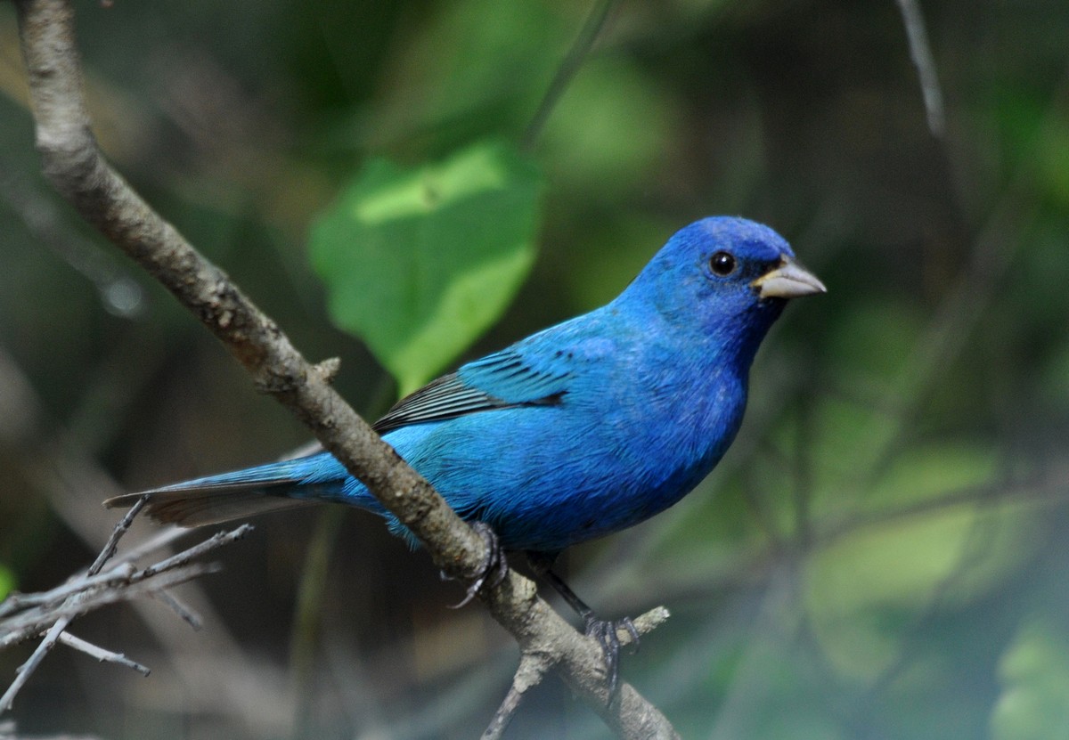 Indigo Bunting Song Call Voice Sound