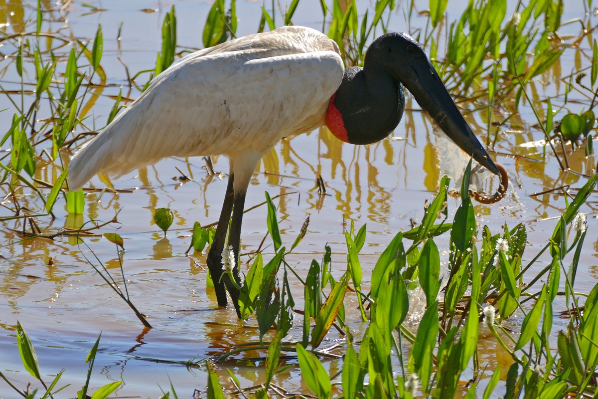 jabiru