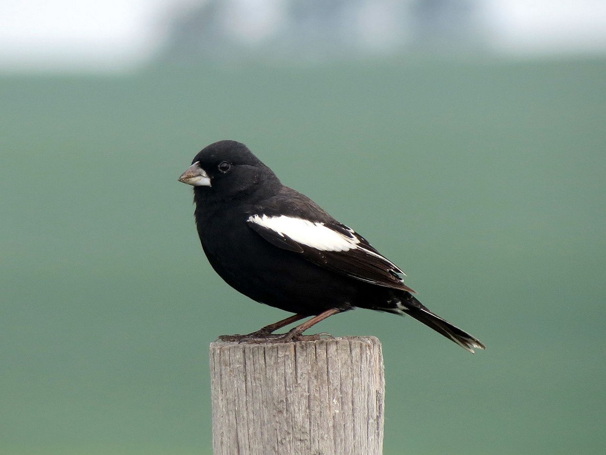 lark-bunting-song-call-voice-sound