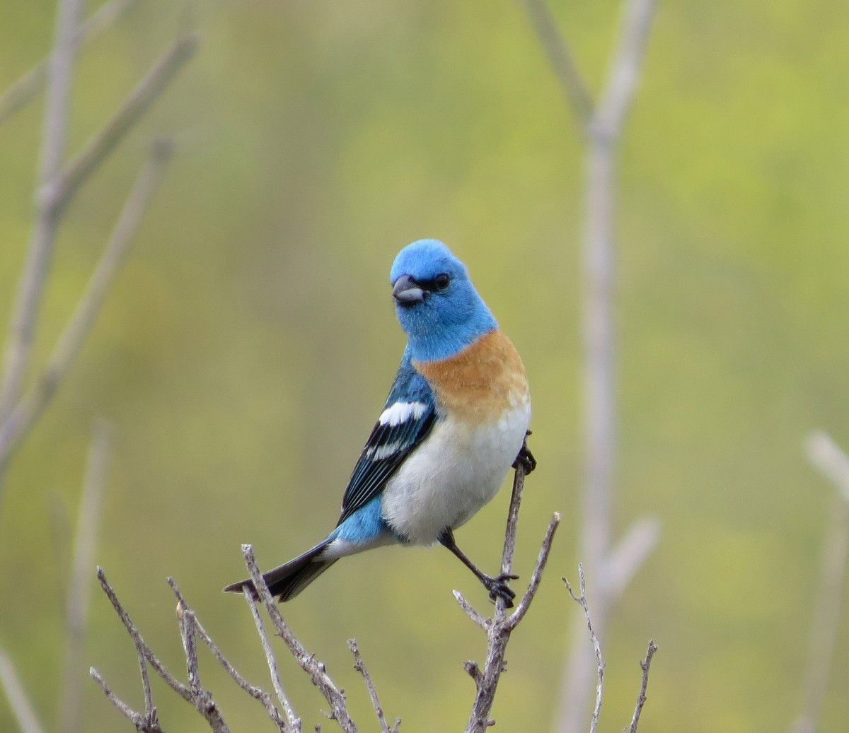 lazuli-bunting-song-call-voice-sound