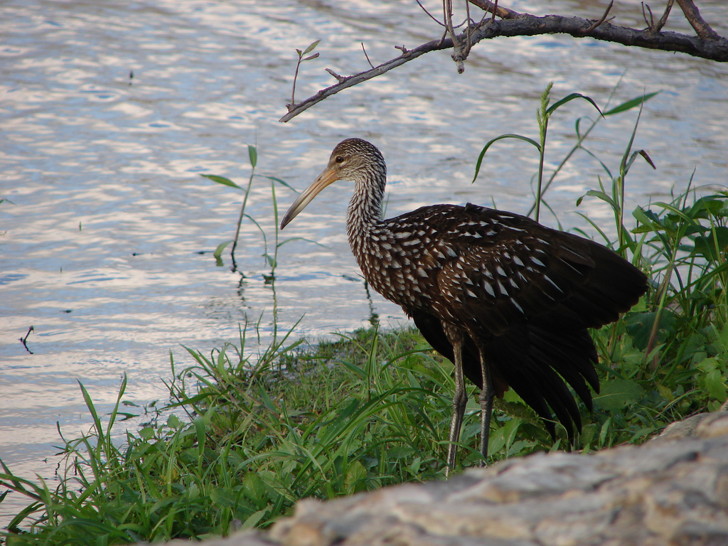 Limpkin - song / call / voice / sound.