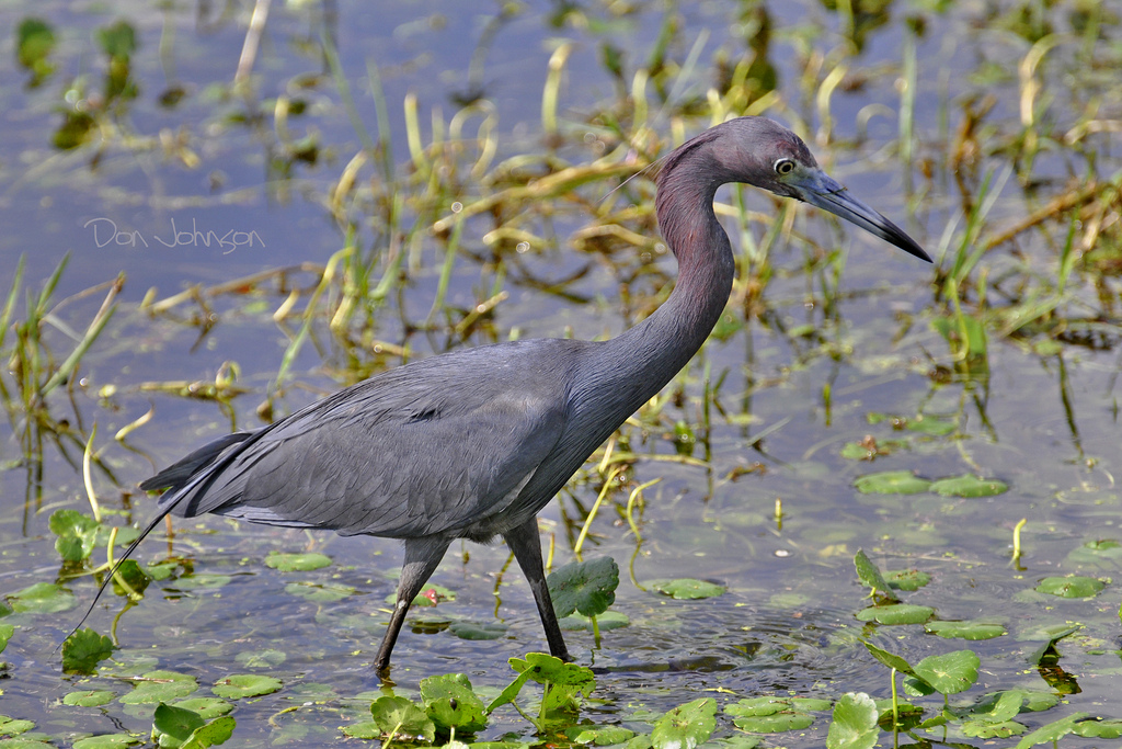 Little blue heron - song / call / voice / sound.