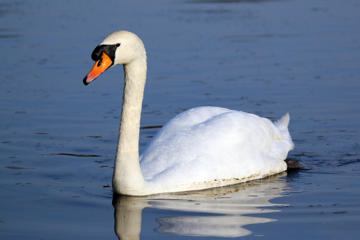 Mute swan - song / call / voice / sound.