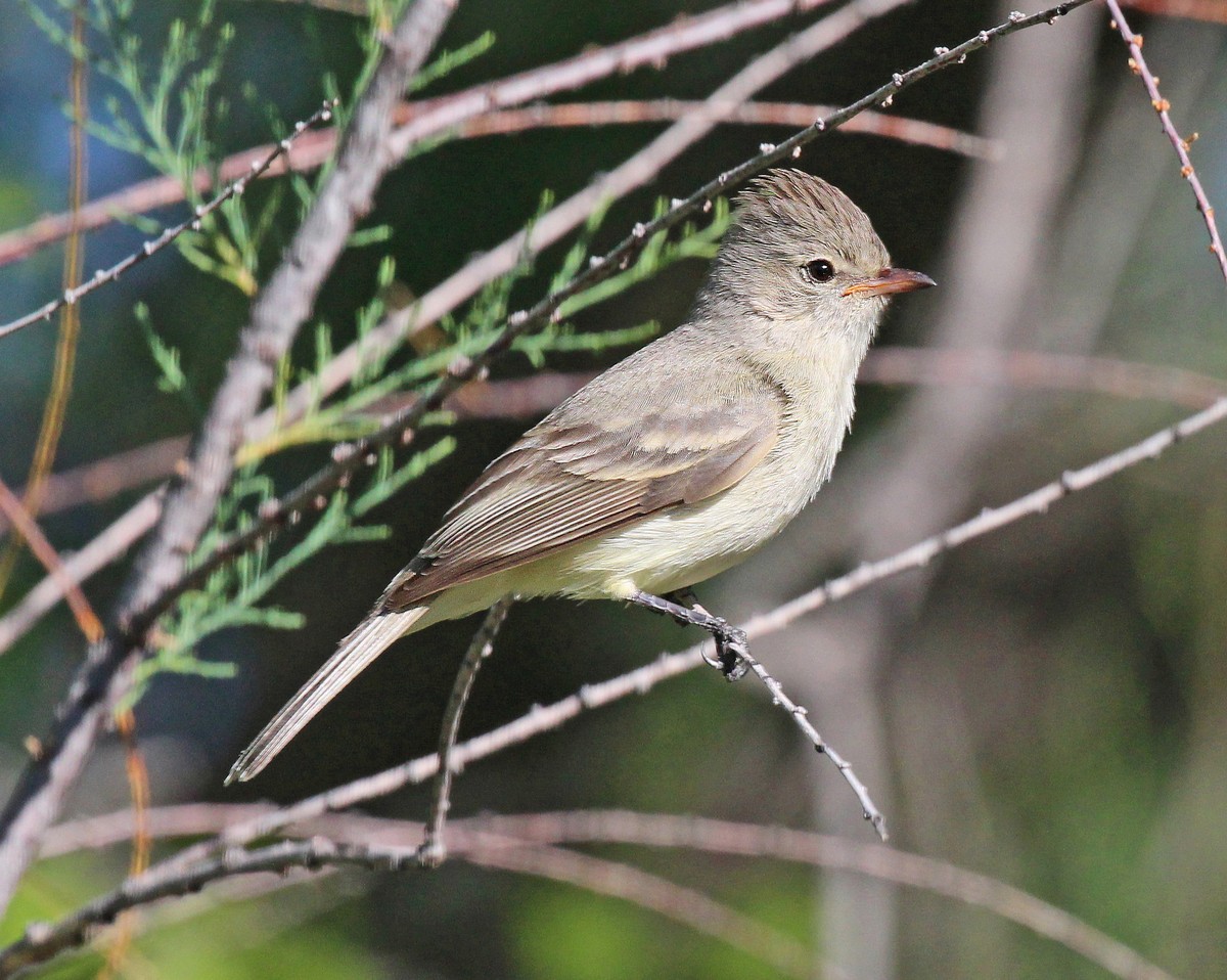 Northern beardless tyrannulet - song / call / voice / sound.