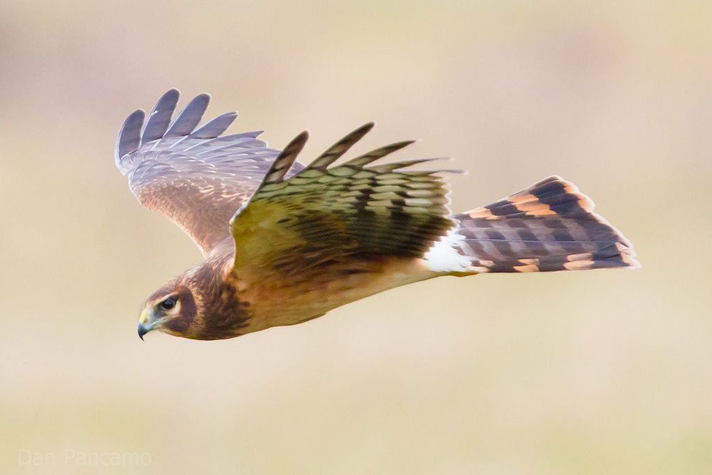 Northern Harrier Song Call Voice Sound