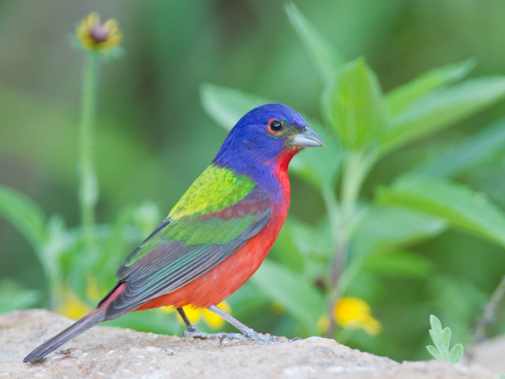 Painted Bunting Song Call Voice Sound 