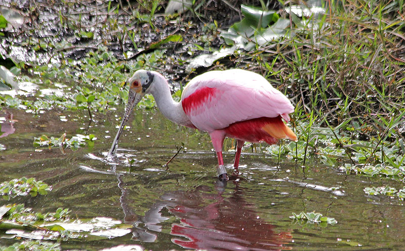 Roseate spoonbill - song / call / voice / sound.