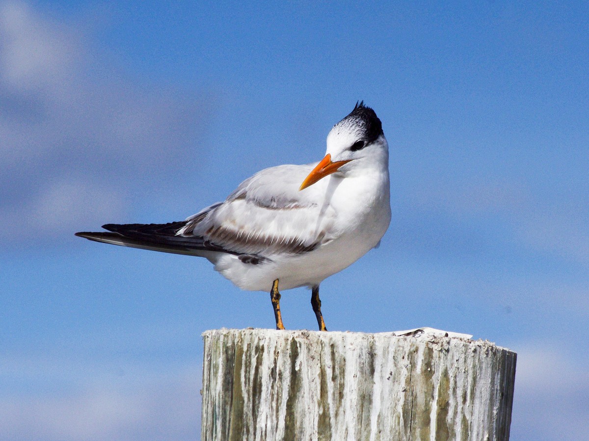 Royal tern - song / call / voice / sound.