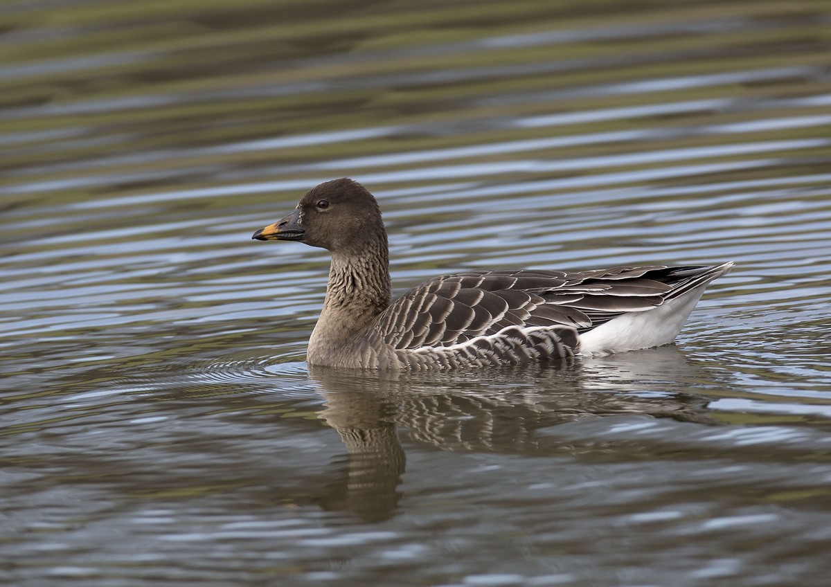 tundra bean goose