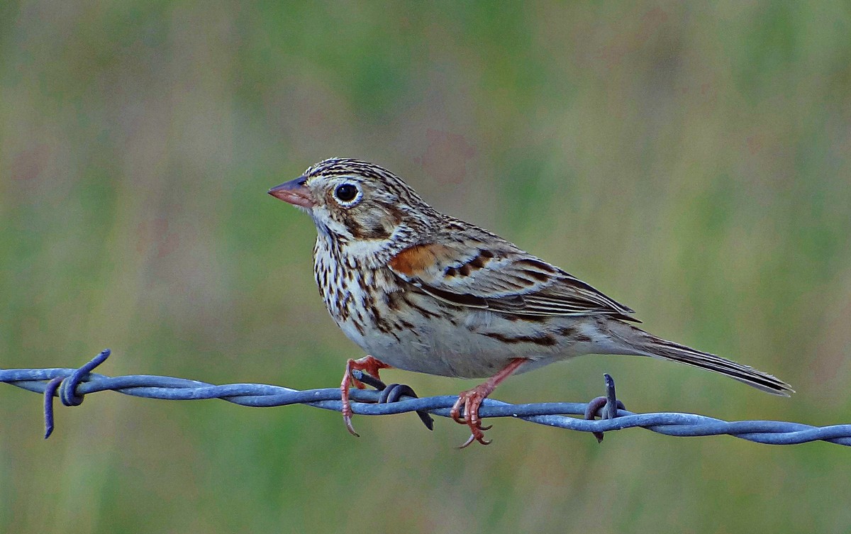 Vesper sparrow - song / call / voice / sound.