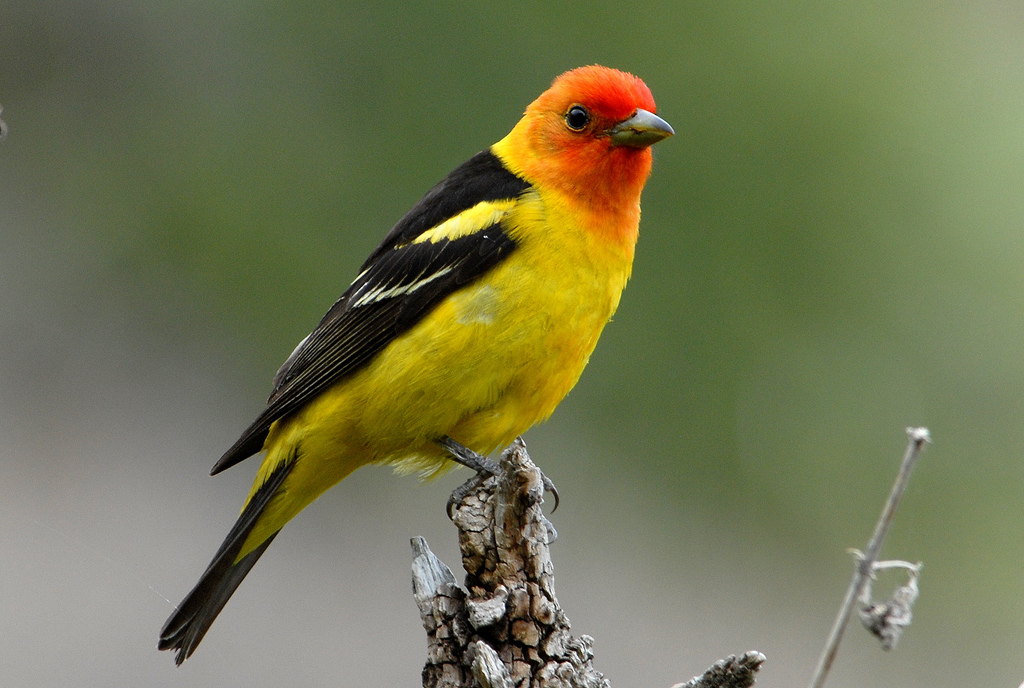 Western Tanager Juvenile