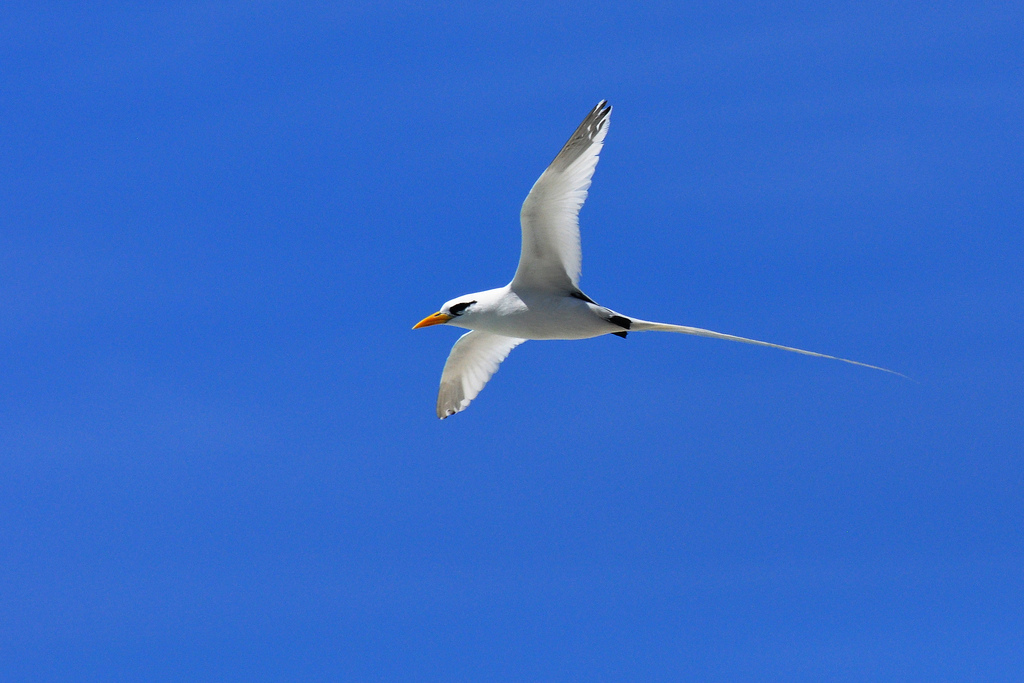 White-tailed tropicbird - song / call / voice / sound.