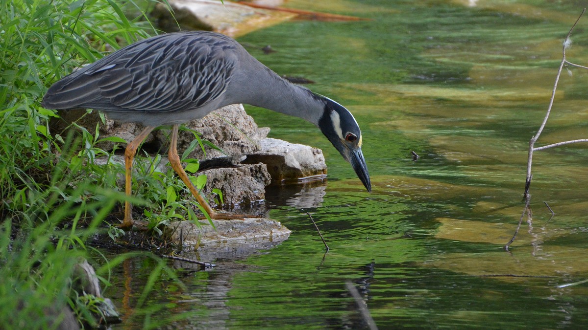 Yellow-crowned night heron - song / call / voice / sound.