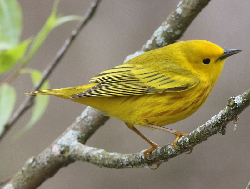 Yellow warbler - song / call / voice / sound.